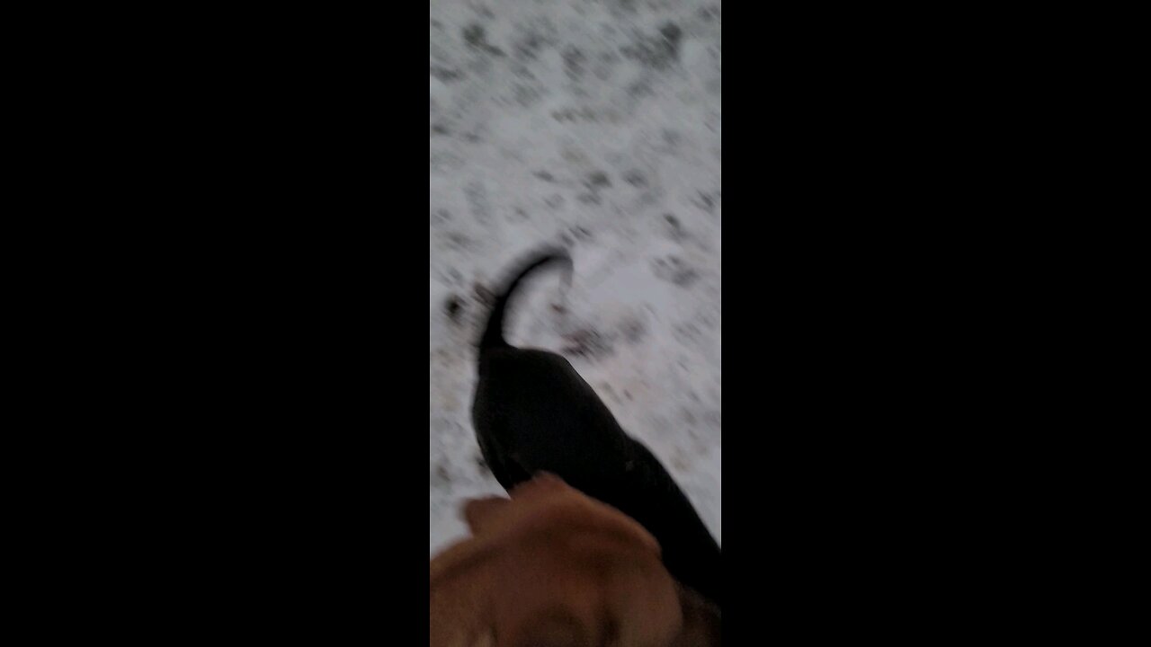 recall around playing dogs