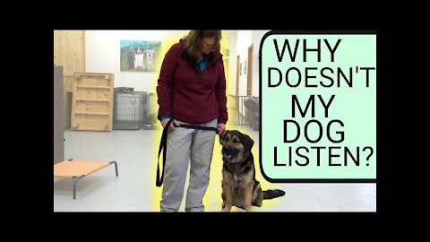 DingDon! How to teach your dog to listen to you?