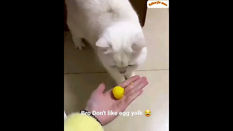 Cat I don't like this food at all🤣🤣trending video