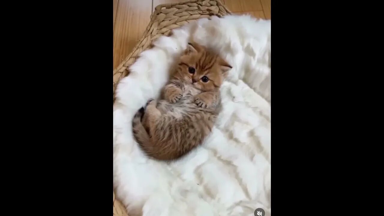 Cute Kitten