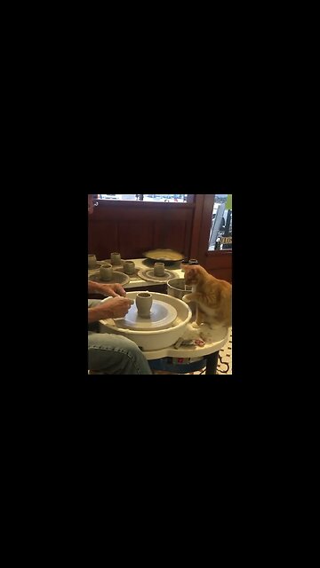 how cat helping master to make pot | #ytshorts | #ytviralshorts #youtubeshort