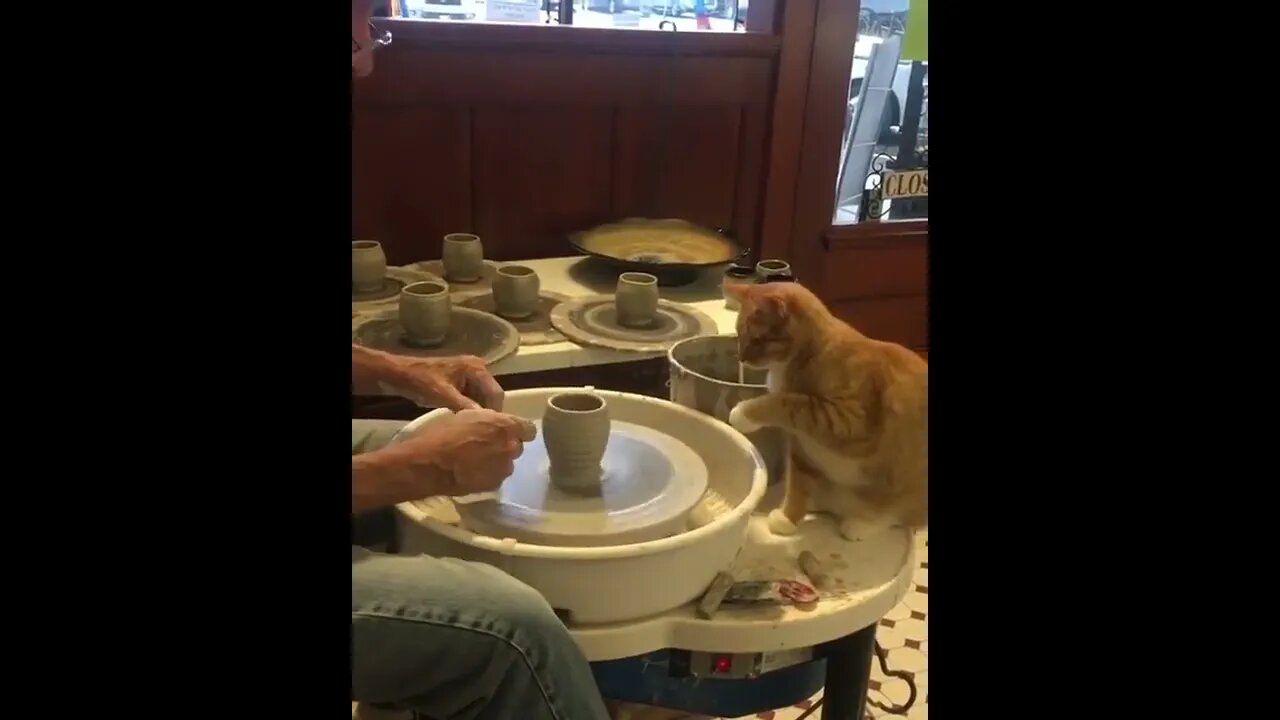 how cat helping master to make pot | #ytshorts | #ytviralshorts #youtubeshort