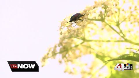 Japanese beetles wreaking havoc in KC metro