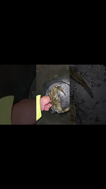 Bigger than 7 GALLON BUCKET!!! #bluecrab #seafoodrecipes #NYC