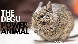 Degu Power Animal