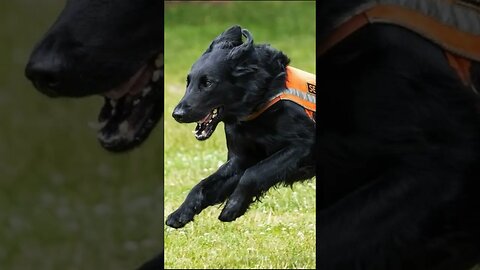 Heroes of Our days. “Lincoln,” the Retriever Winner of Award for Canine Excellence 2022#shorts