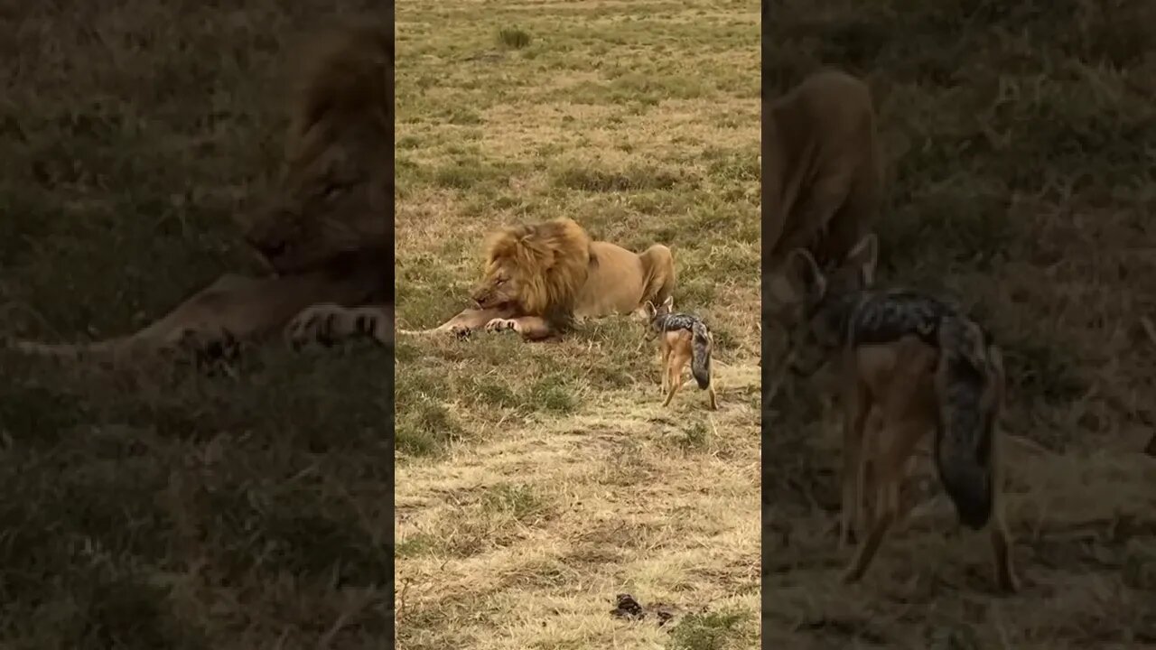 Respeito ao Rei Leão 😨🦁🙀 #shorts