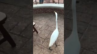 Can I take it home? #shorts