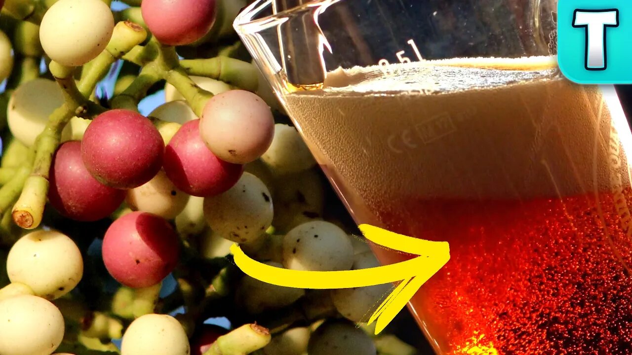 The Poisonous Fruit that was Used to Create Beer | Fruits You've Never Heard Of