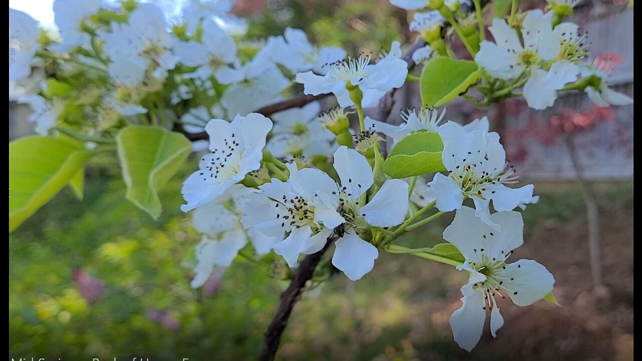 The Amazing Beauty of Spring in a Garden Bursting into Life!