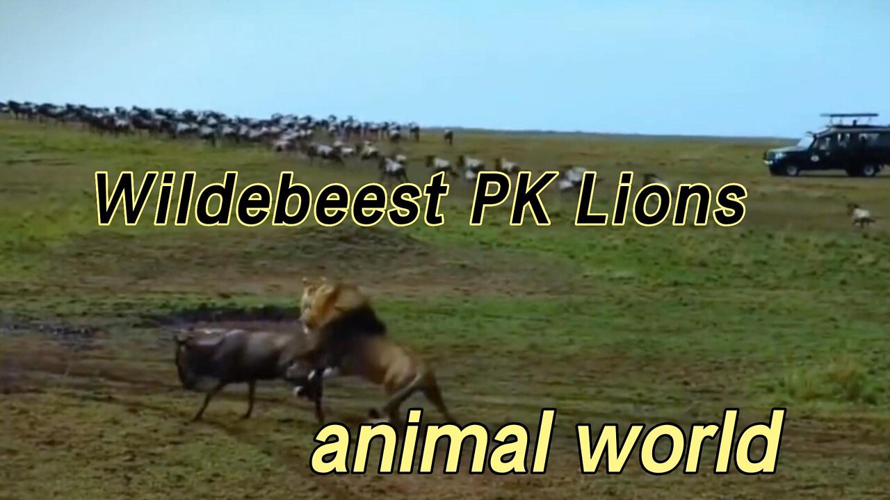 A herd of wildebeests were ambushed and captured by lions on the migration road