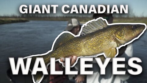 Great Golden Walleye on Lloyd Lake