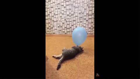 Cat Reaction to Playing Balloon Funny Cat Balloon Reaction Compilation 2019