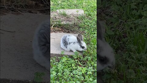 Grazing bunny