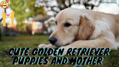 CUTE PUPPY AND MOTHER GOLDEN RETRIEVER