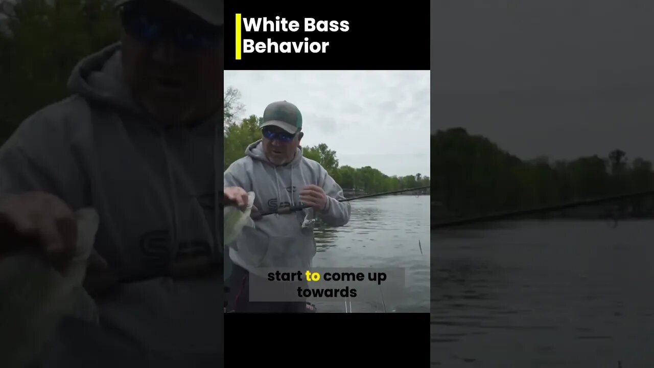 white bass behavior