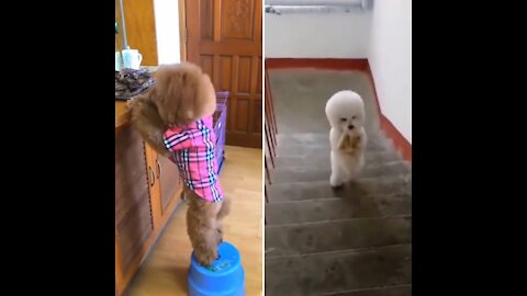 Little puppies standing and walking like human?! | *CUTEST COMPILATION 2021*