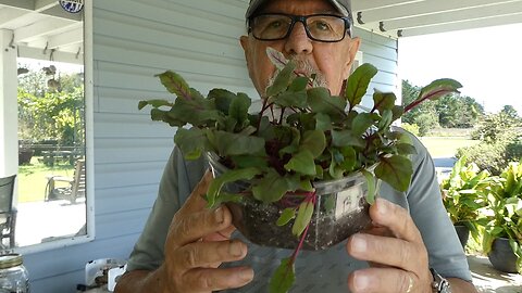 Beets are in the ground 2024