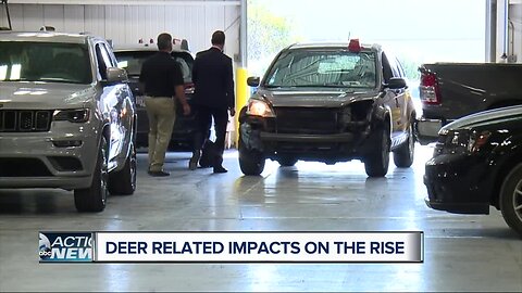 Deer related impact on the rise