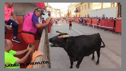 CADREITA ( NAVARRA ) TARDE VACAS CALLE ( JUEVES 21 JULIO 2022 ) BRETOS