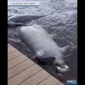 Dead manatee in the water at Cape Coral Yacht Club