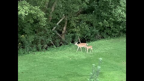 Wildlife in the yard