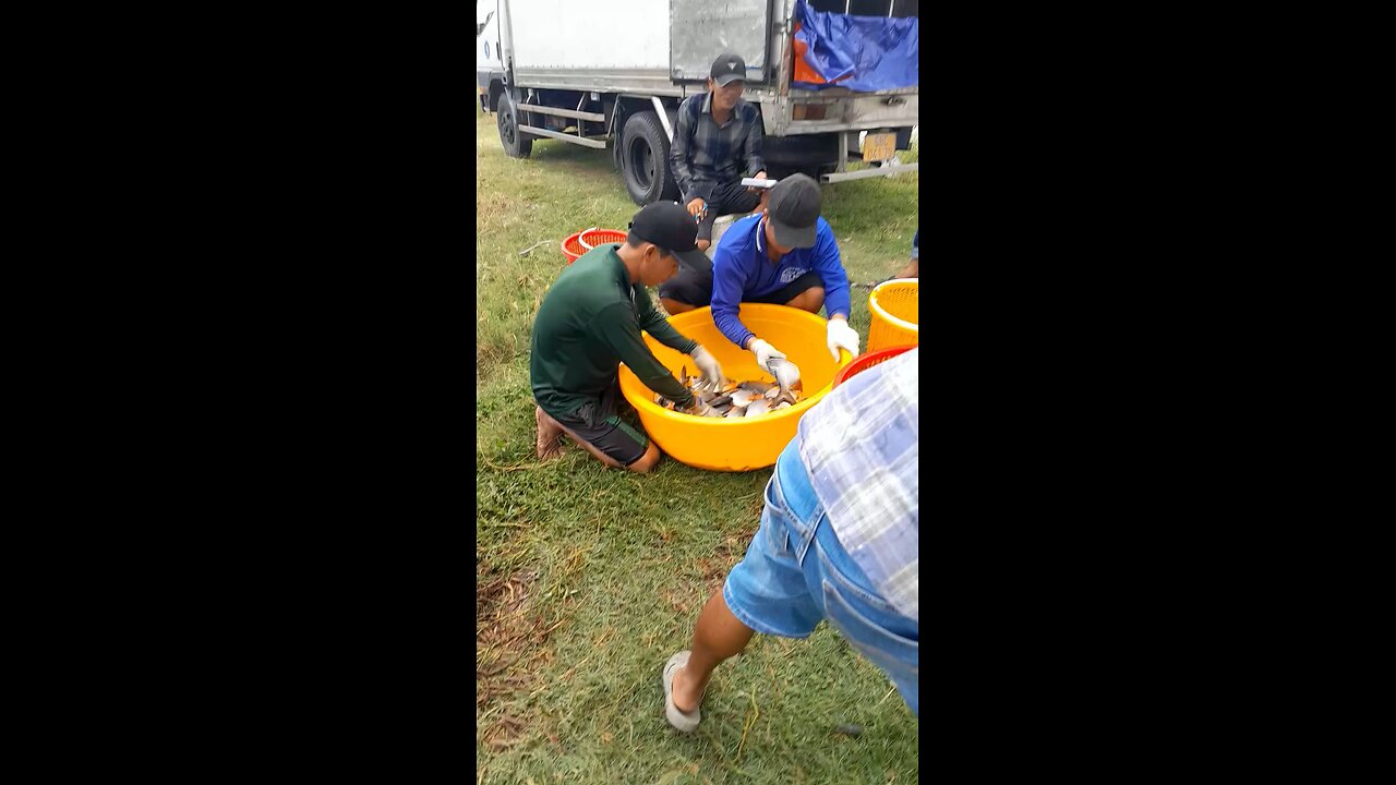 Harvesting Pomfret fish in Vietnam