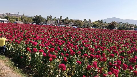 campos de terciopelo