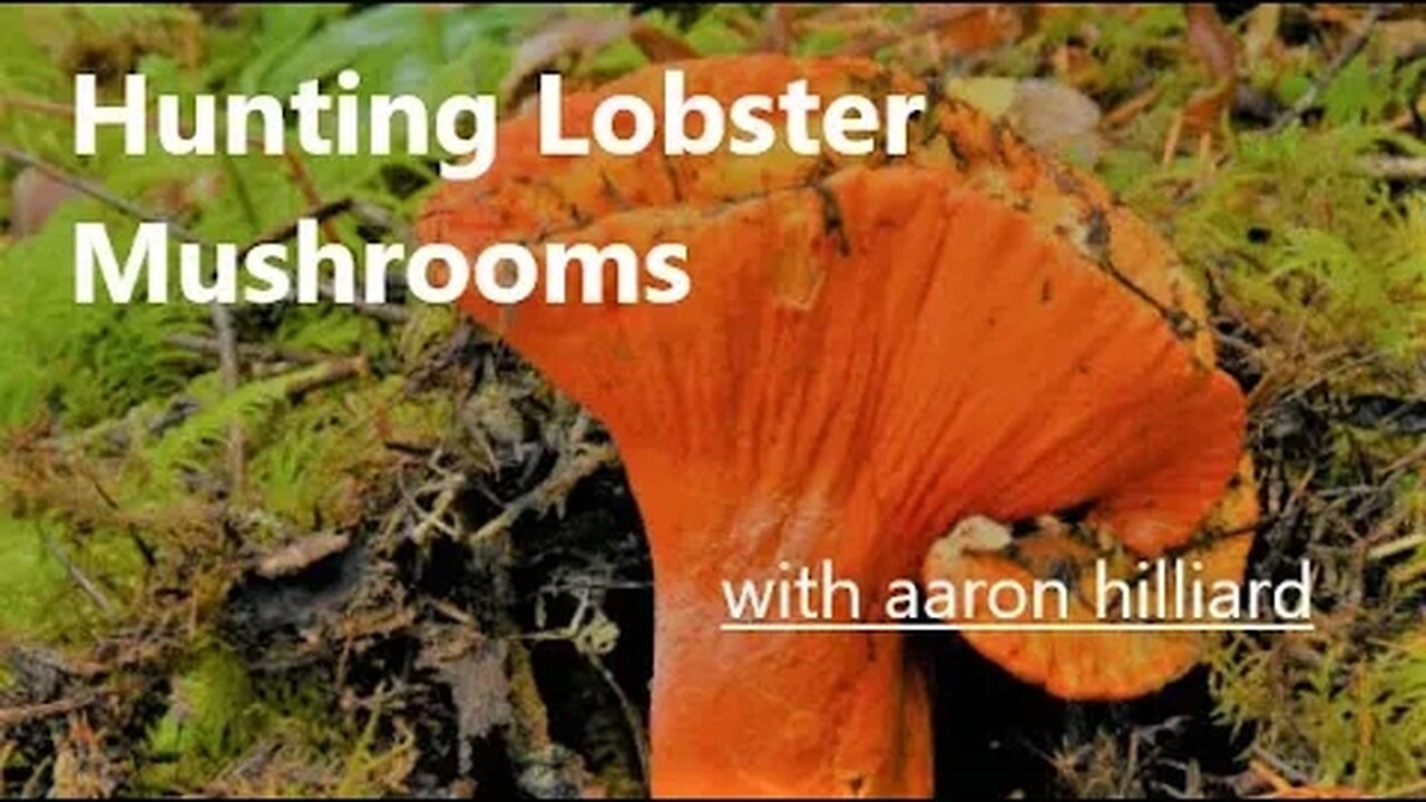 How to find LOBSTER MUSHROOMS