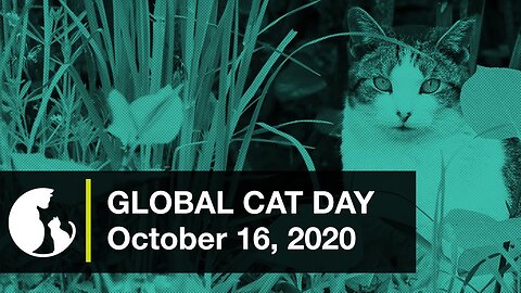 Happy Global Cat Day 2020! - From Alley Cat Allies