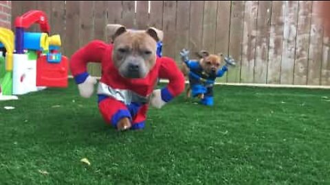 O mundo é um lugar seguro quando existem super cães!
