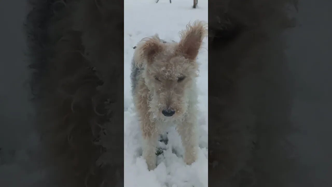 Фоксик Джулия