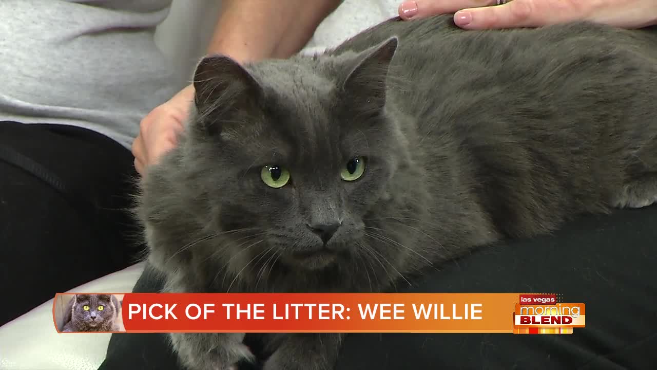 PICK OF THE LITTER: Wee Willie