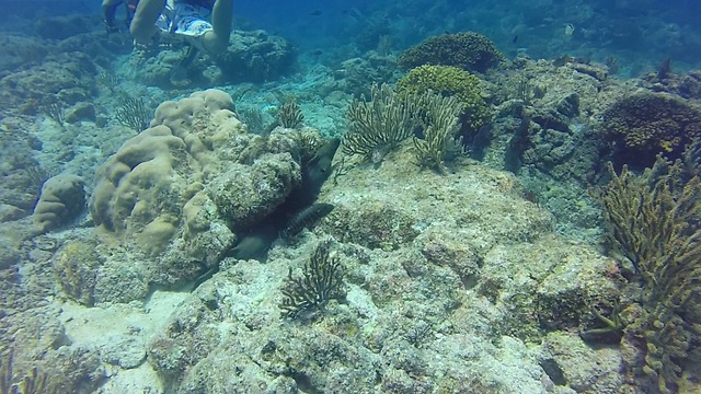 Terrifying moray eels: Hugely misunderstood creatures