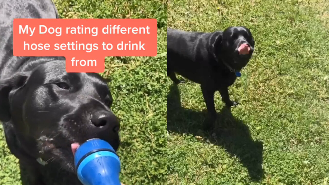 My dog rating different hose settings to drink from