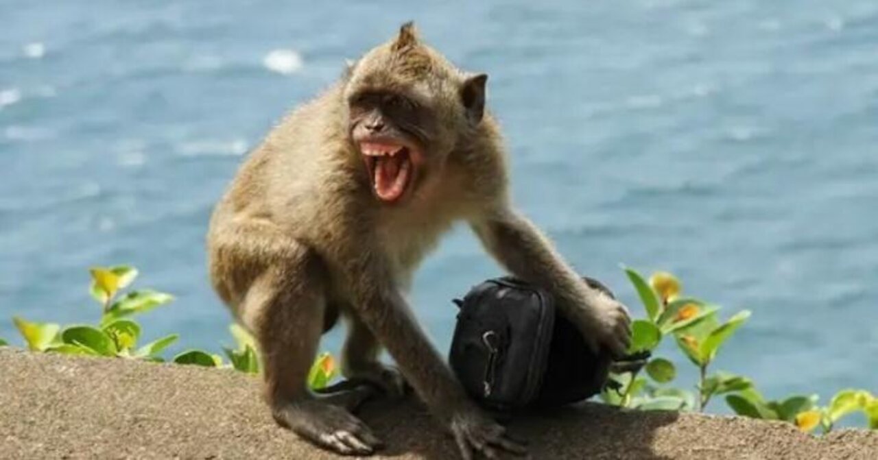 Monkeys Steal Hi-Valued Items fromTourists & Exchange them for Food, study finds!