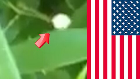 The little white balls floating in the air in America are fairies or something [conspiracy]