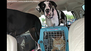 Cool Cat and Great Danes Go For a Car Ride To Visit Friends