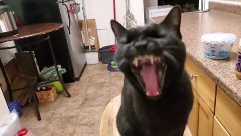 A riveting conversation with Clinton the cat