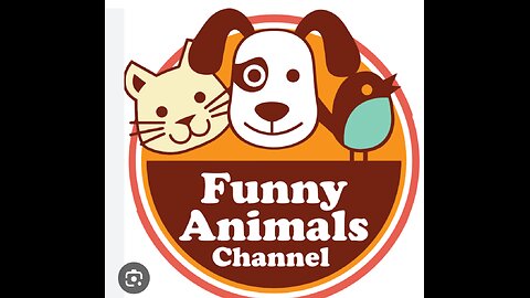 Funny 🤣🤣🤣 cats 🐈 video