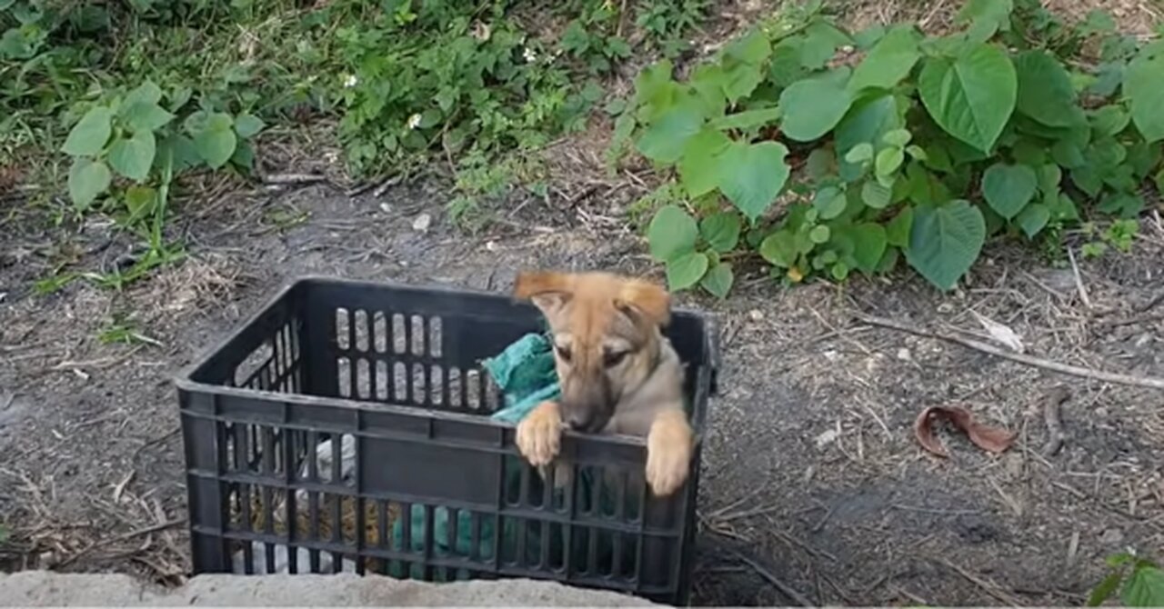 This puppy has been abandoned: what happens next...