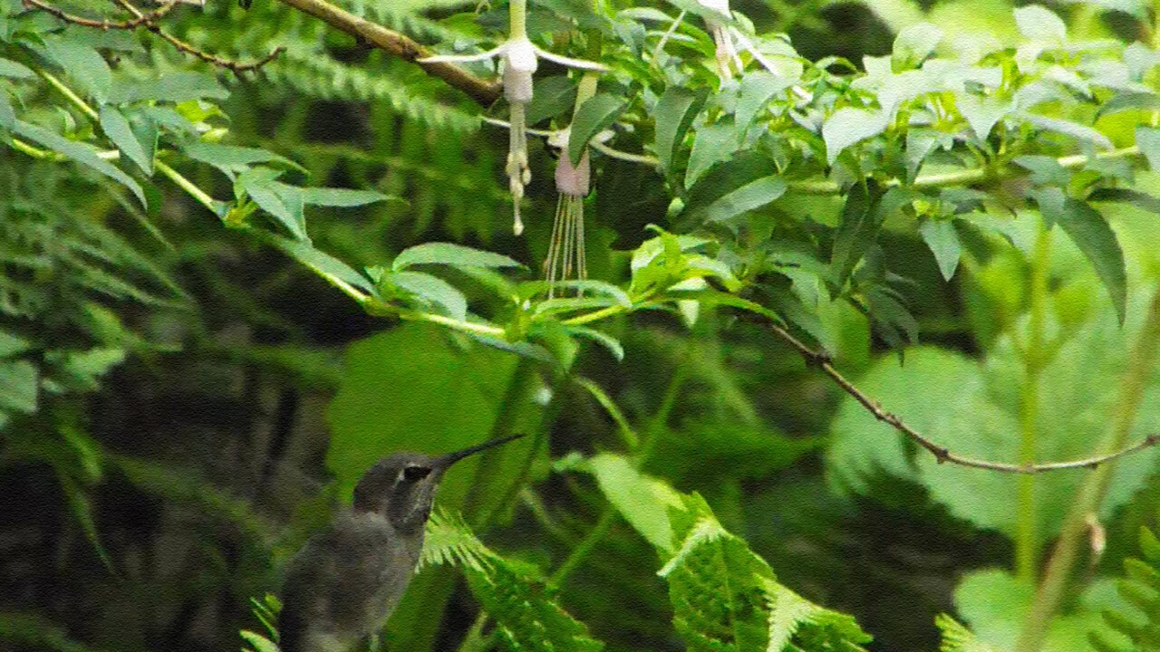 Hummingbird