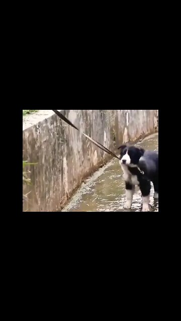 Border Collies, often cited as the most intelligent of all domestic dogs.