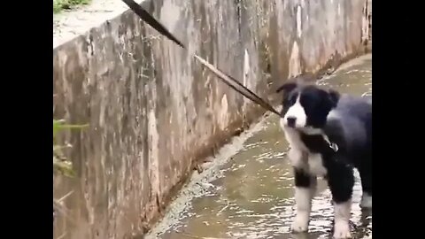 Border Collies, often cited as the most intelligent of all domestic dogs.