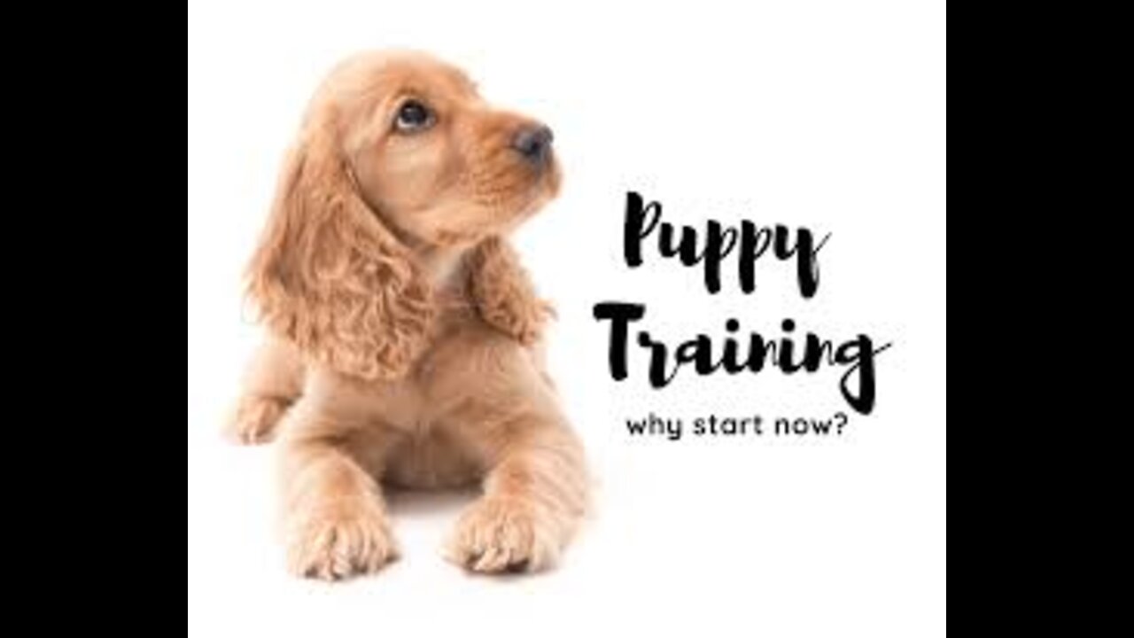 Your Complete Puppy Training Schedule By Age