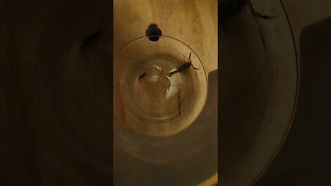 Missouri scorpion vs Black Ant Fight to the D3ath