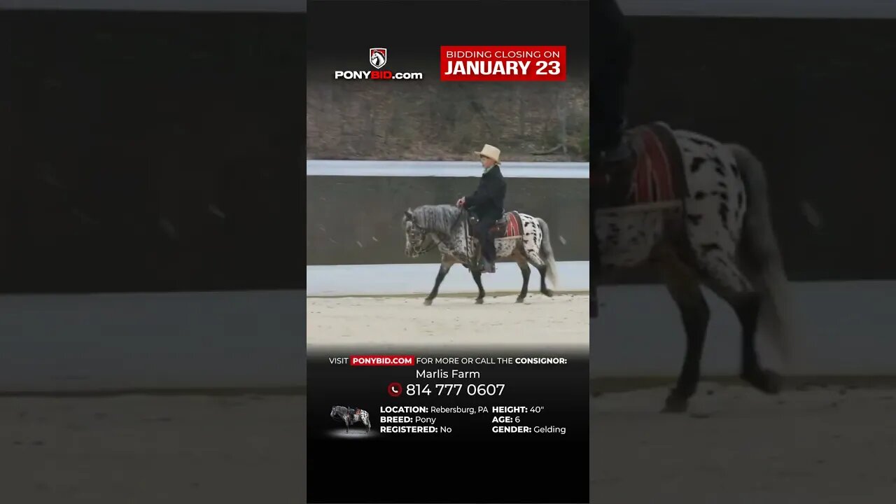 "Dice" Flashy Appaloosa Pony! 🐴𝐌𝐘 𝓓𝓻𝓮𝓪𝓶 𝓟𝓸𝓷𝔂 𝐒𝐇𝐎𝐖𝐂𝐀𝐒𝐄🐴 - online at Ponybid.com until January 23rd!