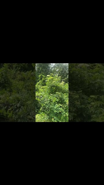Wall of elderberry bushes in West Monroe, Louisiana
