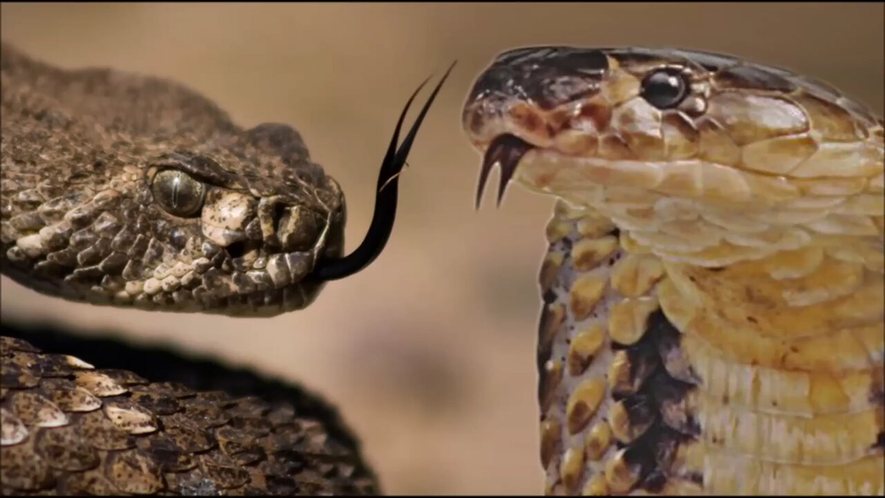 Cobra vs Rattlesnake!