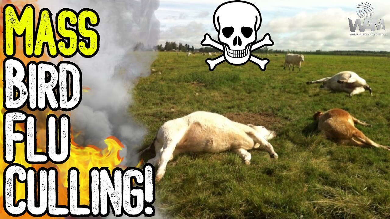 MASS BIRD FLU CULLING! - Cows Are Being Slaughtered & Vaxxed! - MSM Fear Mongering Continues!